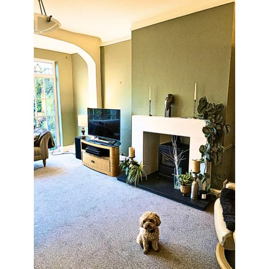 lounge dog green gallery.jpg